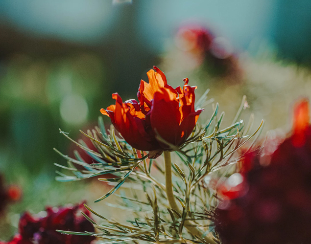 Close up of a red flower