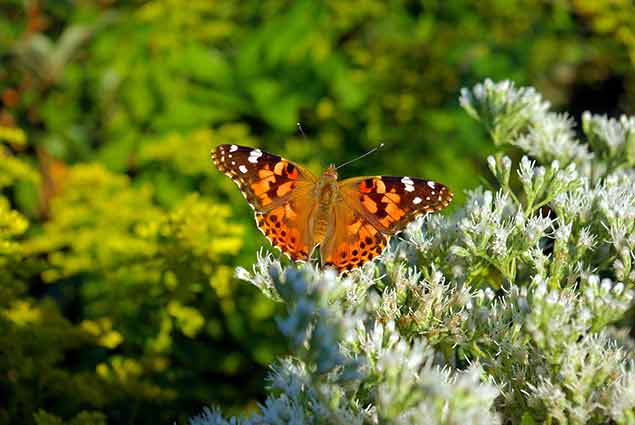 Butterfly resting on a white flower