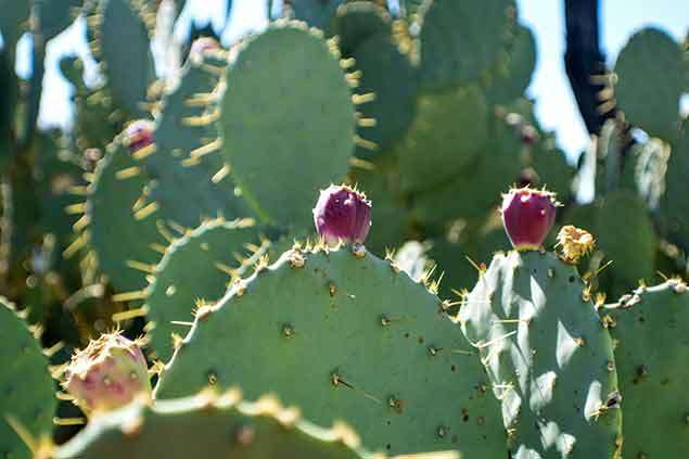 Close Up of Blooming Cactus in Henderson, NV