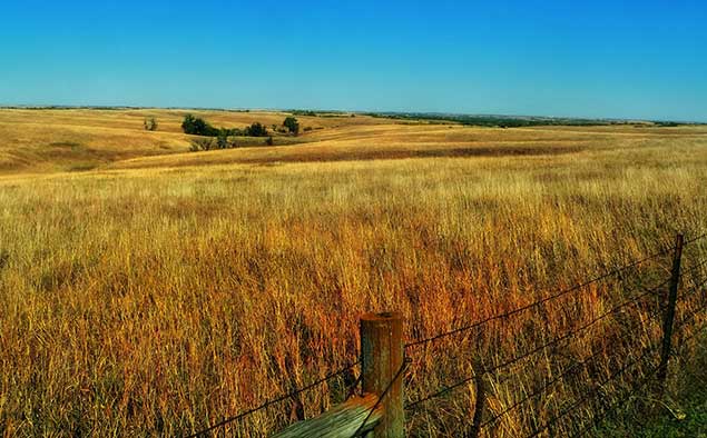 Field of wild grasses in the sunlight